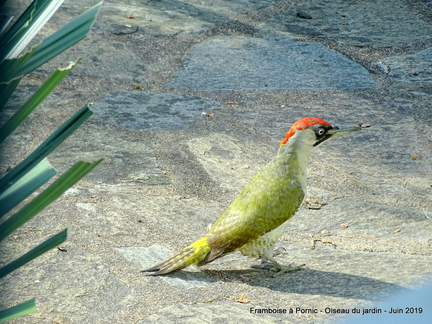 c'est OK Coral dans le jardin !