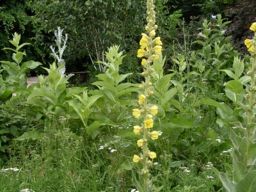 Fleurs bizarres, coquelicots et arbre bourdonnant