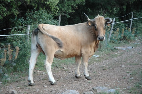 Une Aubrac: vache sauvage de Cravirola