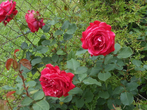                                  mes fleurs  ; mes plantations salades  , radis et oignons blanc , ...