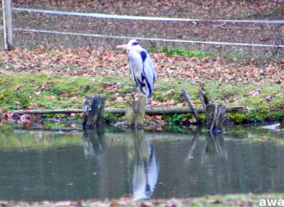 Encore des visites !! Beauté de la nature 