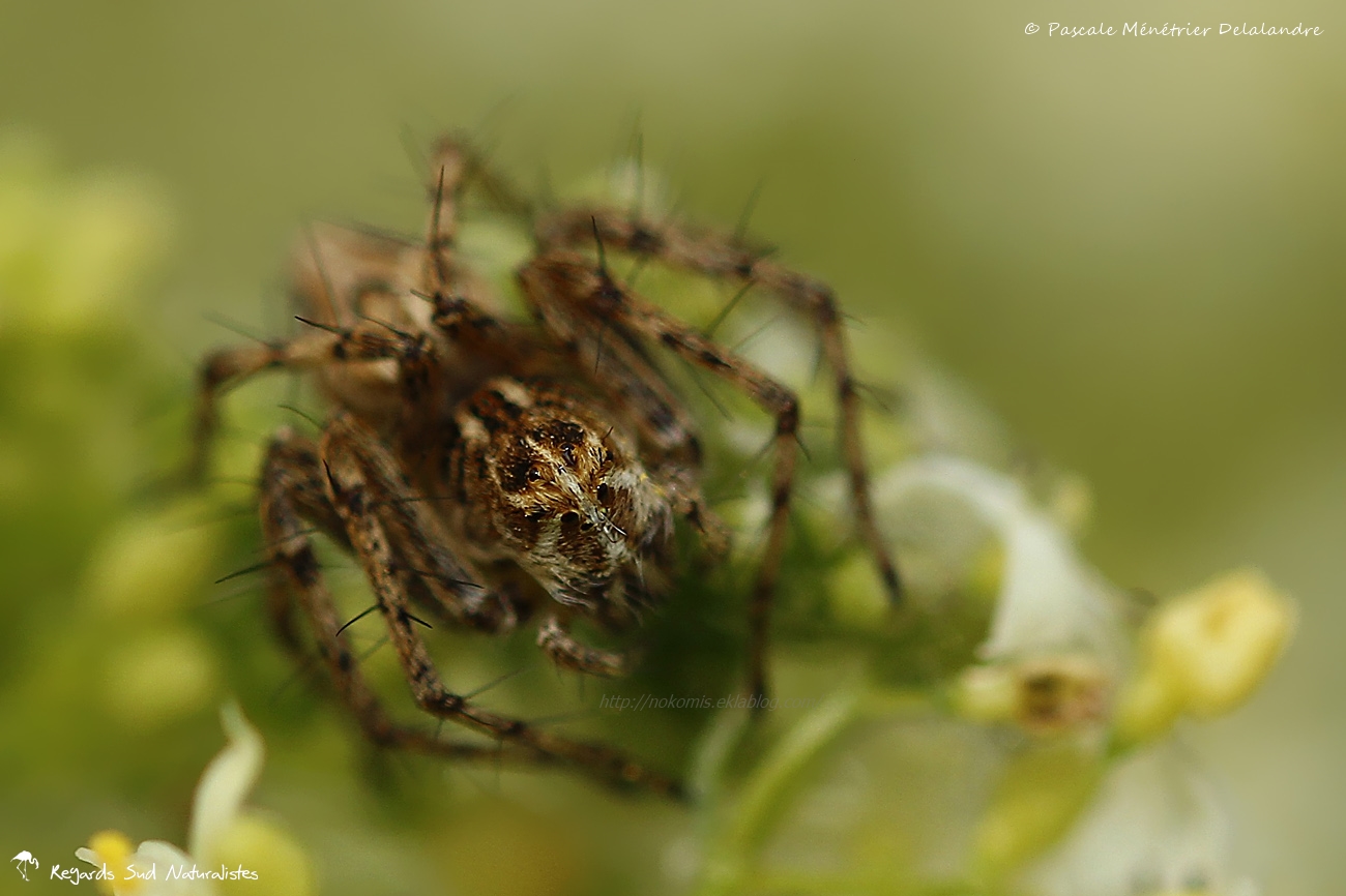 Araignée Lynx - Oxyopes heterophthalmus