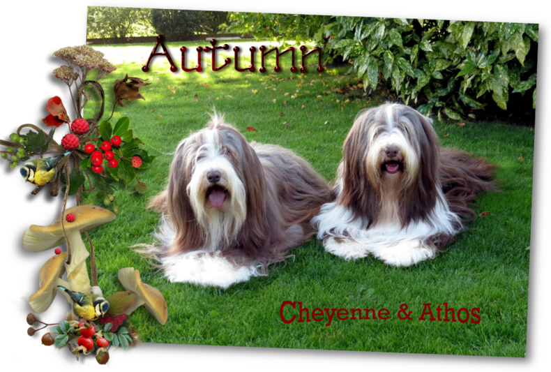 ♥ Athos & cheyenne ♥ -photos 4ème trimestre 2014