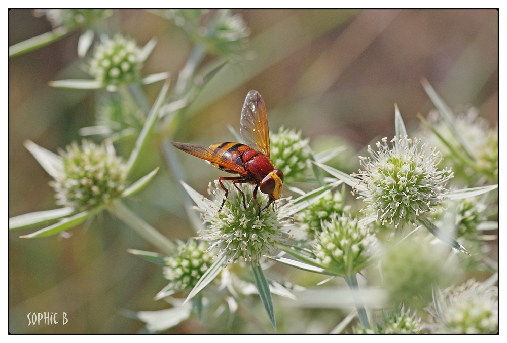 Une jolie pollinisatrice .