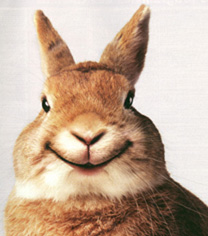 RÃ©sultat de recherche d'images pour "photos de lapins rigolos"
