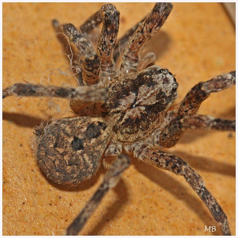 Arachnides 04 Zoropsis spinimana 5956