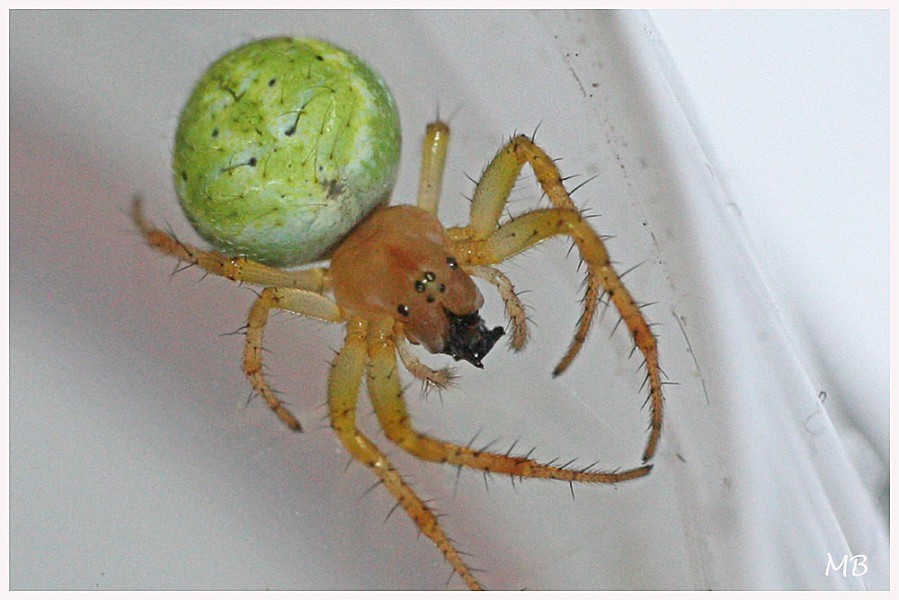 Arachnides 04 5989