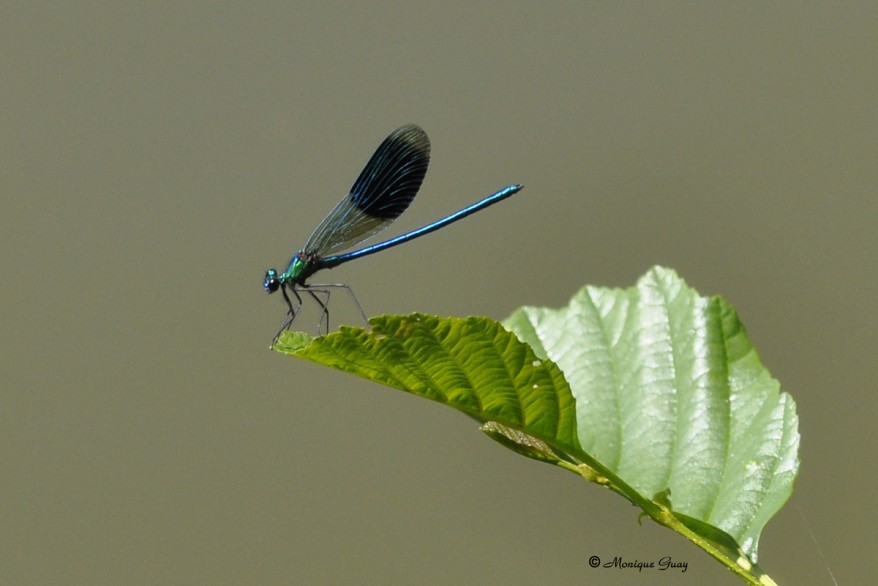 calopteryx-eclatant-3115.jpg