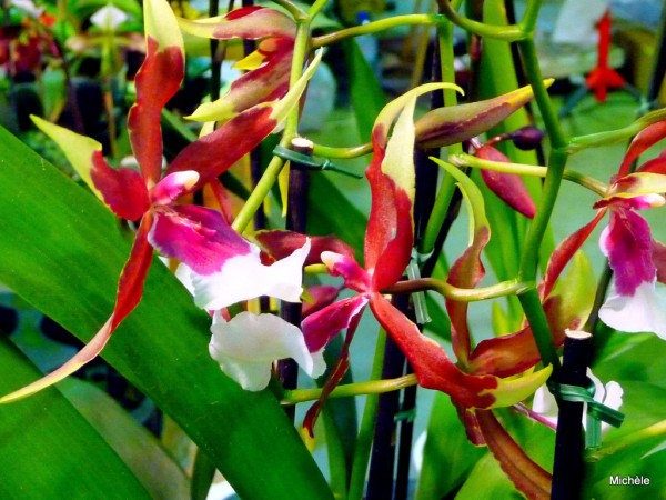 w02---Des-orchidees.JPG