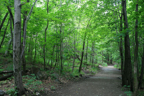 Mont Royal à Montréal