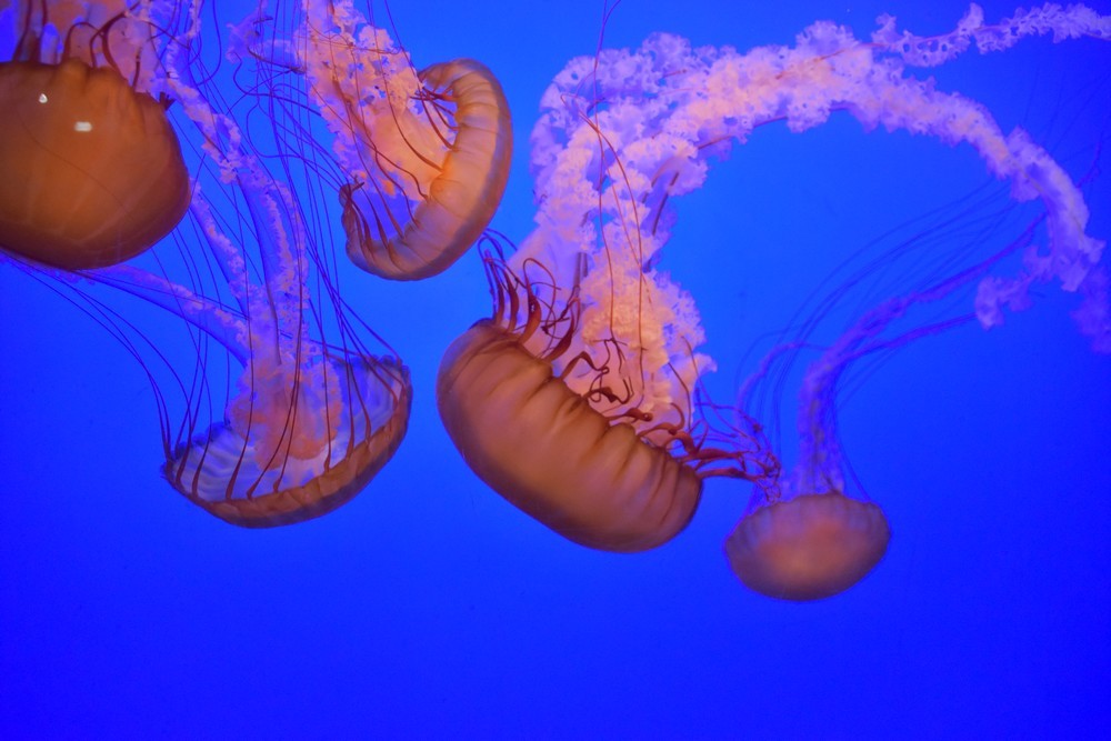Le ballet des méduses à l'Aquarium de La Rochelle...
