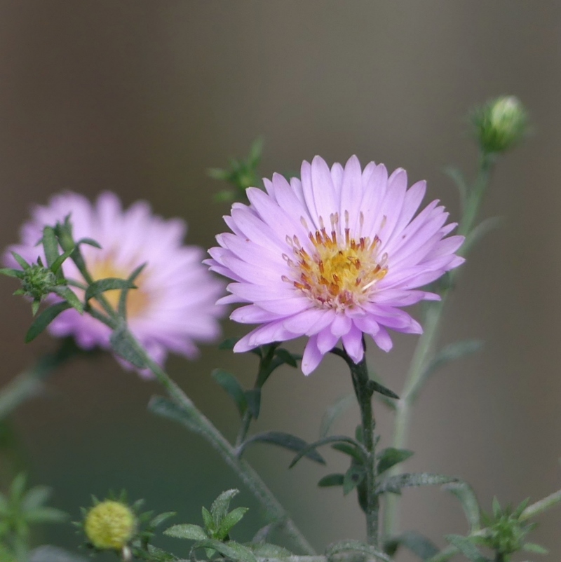 Septembre entre asters et agapanthe...