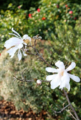 magnolia stellata 'Centennial'