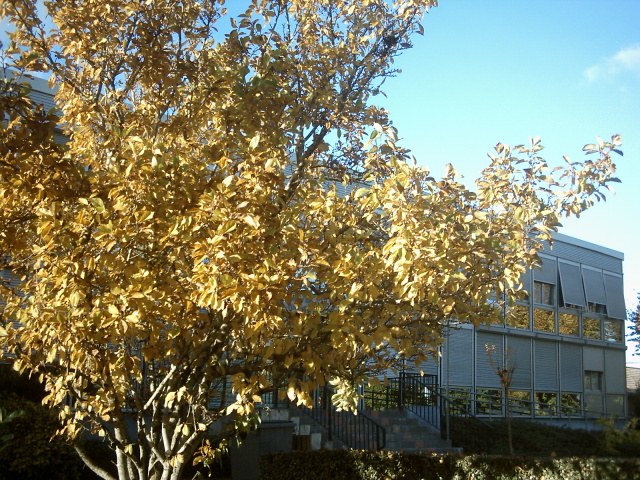 paysage d'automne en gironde