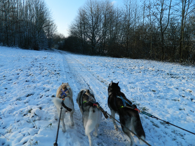 Husky à hautmont