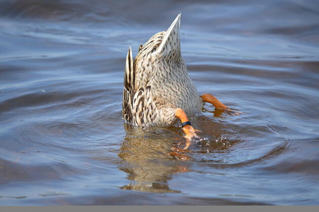 Des oiseaux par milliers