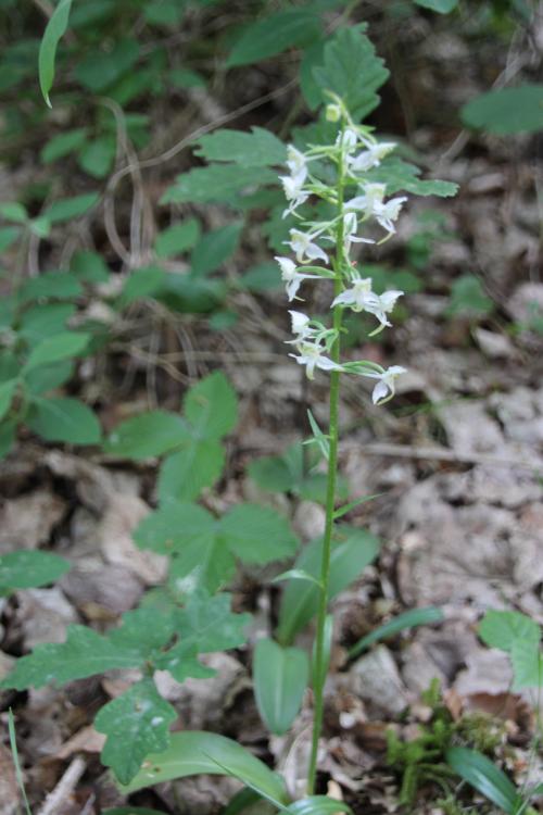 Orchidée sauvage