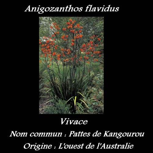 Anigozanthos flavidus  