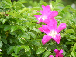 Retour au jardin de Landrevarzec 