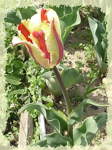 tulipe-perroquet.jpg