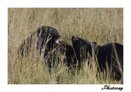 Ours du Tibet