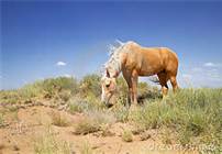 Les Mustangs: de vrais tableaux de la nature !!!!!