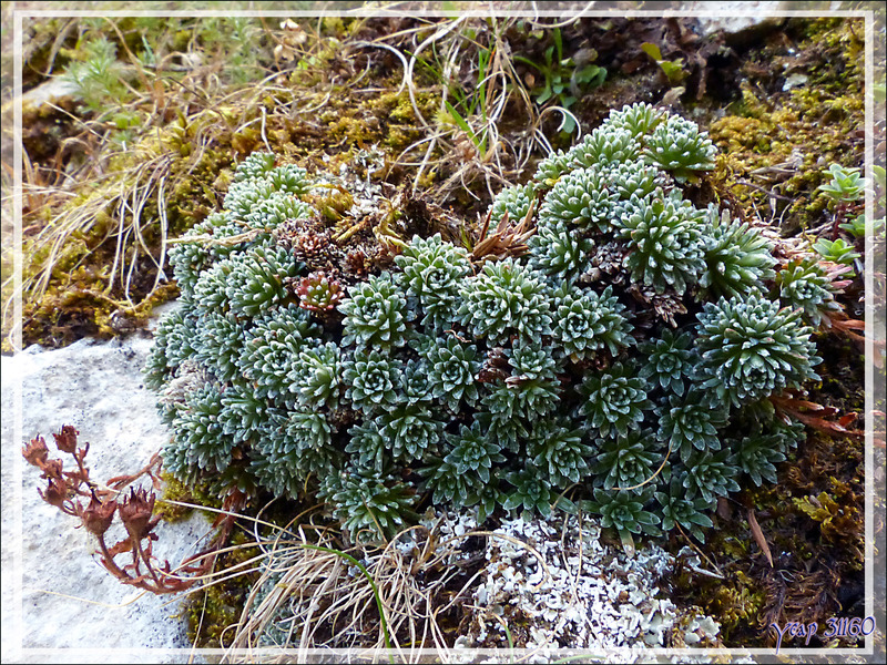 Saxifrage de Burser (Saxifraga aretioides) - Massif du Gar - 31