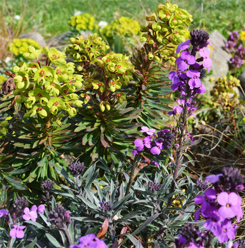 Euphorbia, sarracenia et compagnie.