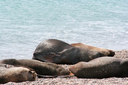 LIONS DE MER