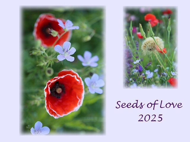 Seeds of Love 2025 - On y sera vite !