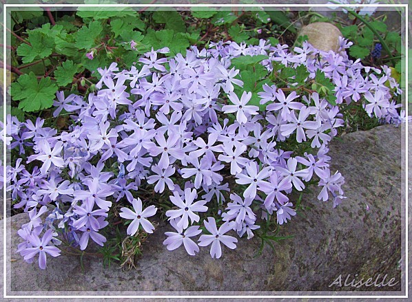 Ombre-1-phlox-subulata.jpg