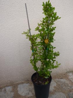 foire aux plantes à plougasnou