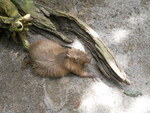 Le biodôme