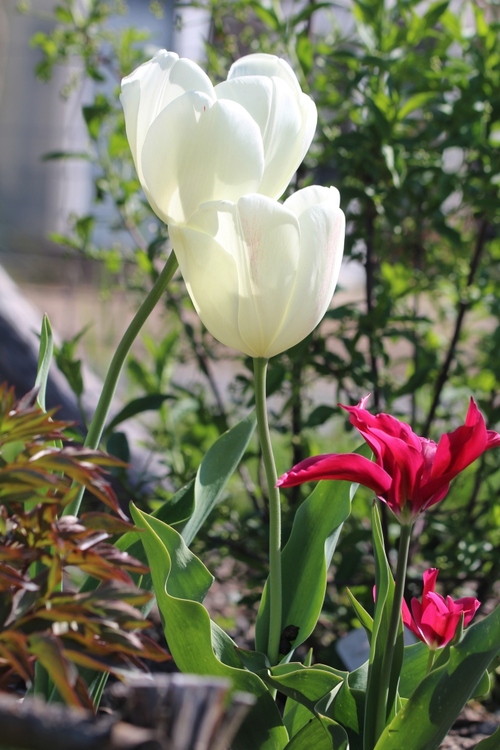 Instant tulipes