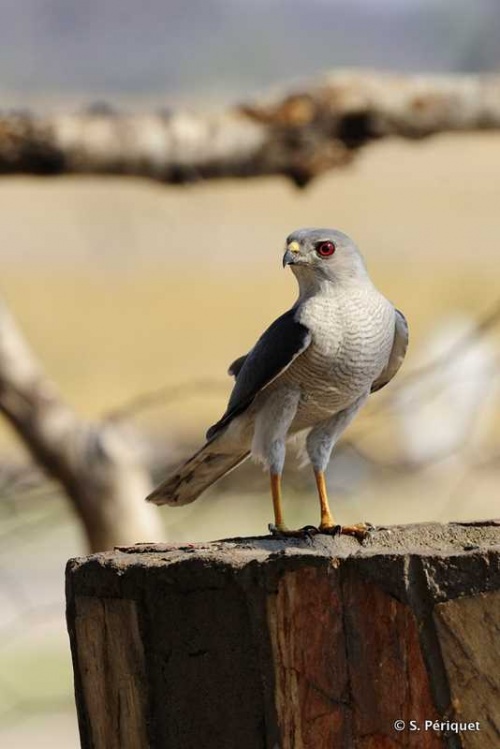 Action at the bird bath at Ngweshla