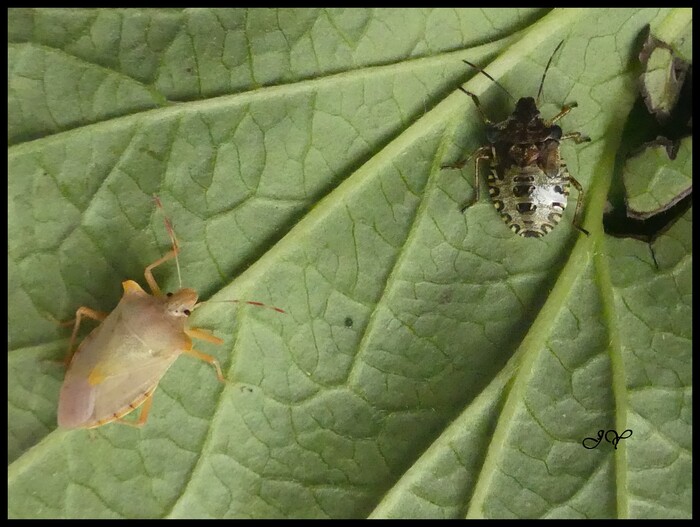 Pentatoma rufipes.