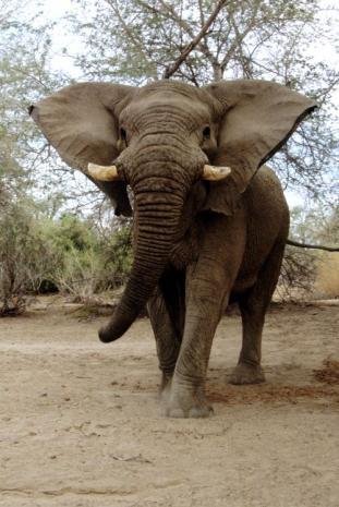 Quand un éléphant charge - www.namibie-voyage.info