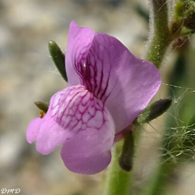 Misopates orontium  -  muflier des champs