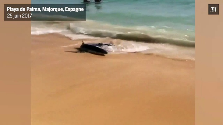 Un requin de 2,5 mètres sème la panique à Majorque