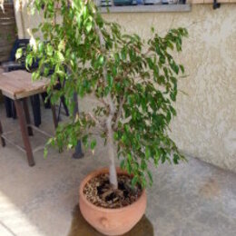 Rempotage d'un Ficus benjamina