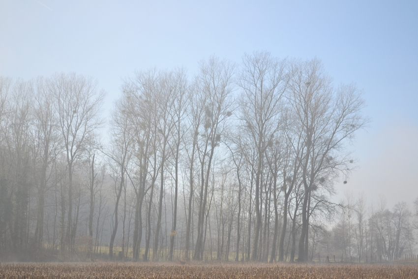 REPETITION DANS LA BRUME