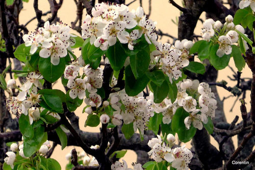 Les fleurs du poirier