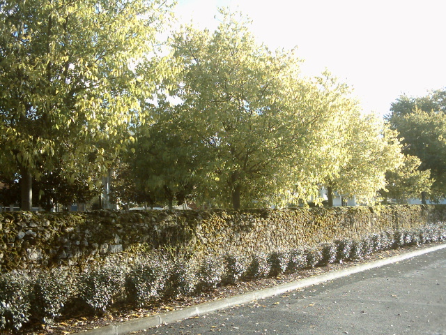 paysage d'automne en gironde