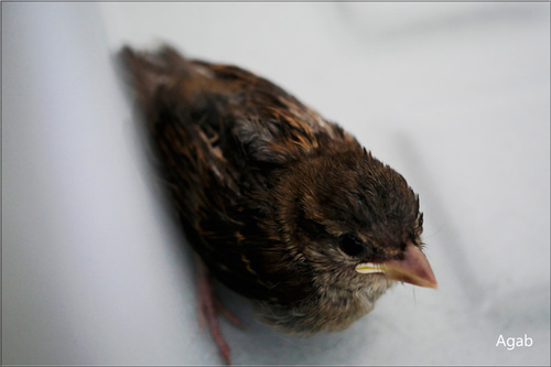 Griselle ou Grosminet pas sympa avec les oiseaux 