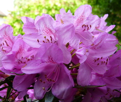 Rhododendron "graziella"