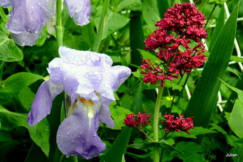 Des fleurs valériane & iris