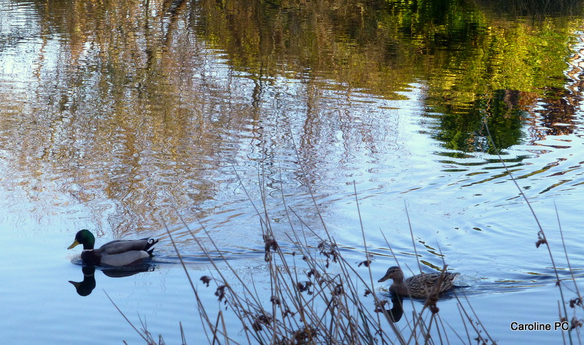 Pensées d'hiver