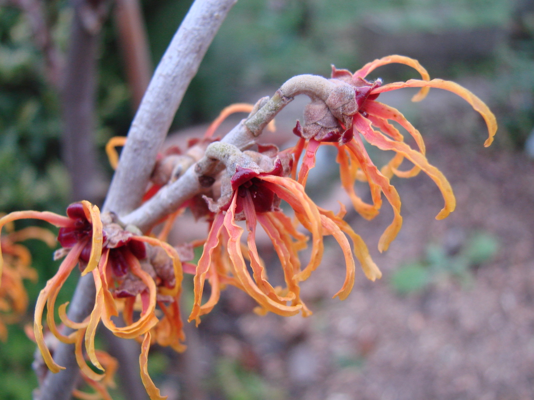 Mon jardin (1)