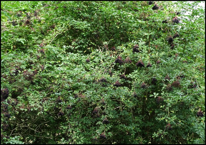  Sambucus nigra.