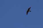 Oiseaux